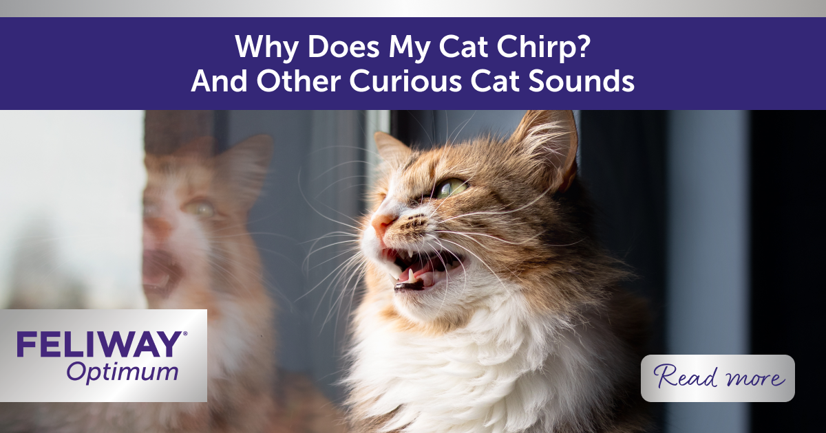 Why Does My Cat Chirp? And Other Curious Cat Sounds